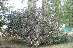 Euphorbia antiquorum